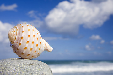 Image showing Seashell by The Shore