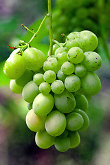 Image showing Green grape