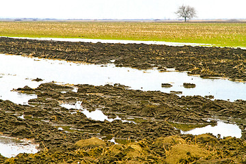 Image showing Flood field