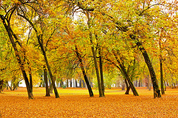 Image showing Autumn