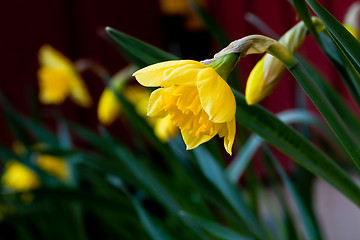 Image showing Daffodils