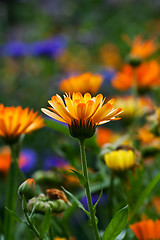 Image showing Pot marigold