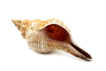 Image showing Beautiful Sea Shell