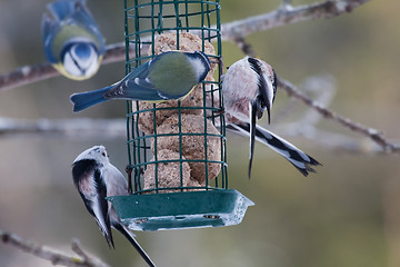 Image showing Bird feeder