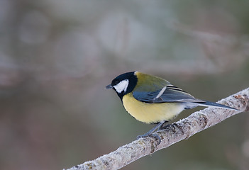 Image showing Great tit