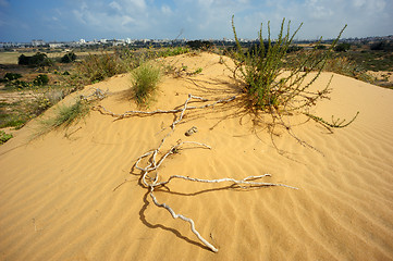 Image showing The sand