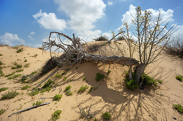 Image showing Dead tree among the sand