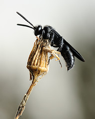 Image showing Small black bee on the dry plant