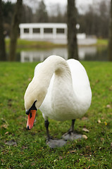 Image showing November in the city park