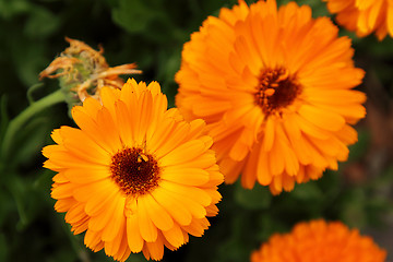 Image showing Two calendulas