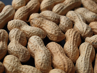 Image showing Peanut