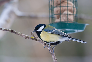 Image showing Great tit