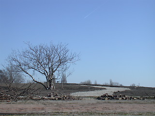 Image showing Lonely Tree