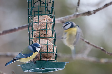 Image showing Blue tits