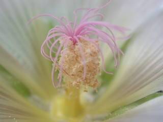 Image showing Flower