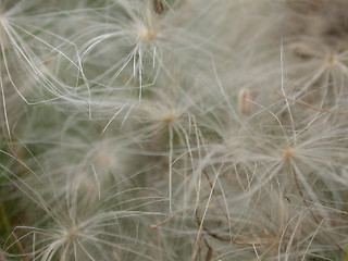 Image showing Seeds