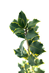 Image showing Holly branch with leaves