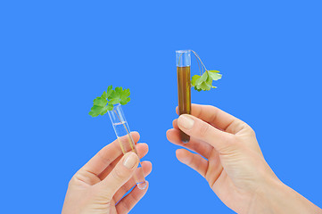 Image showing Clean and dirty water samples with fresh and wilted leaves