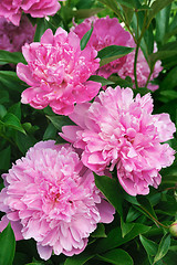 Image showing Bouquet of fresh pink peonies