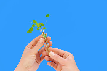 Image showing Hand holding tube with fresh  sorel (oxalis)