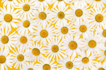 Image showing Fresh daisies over yellow background