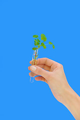 Image showing Hand holding tube with fresh  sorel (oxalis)