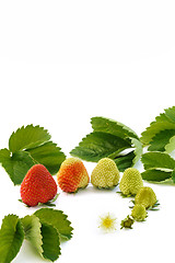 Image showing Strawberry growth isolated on white