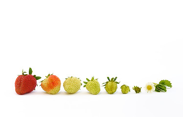 Image showing Strawberry growth isolated on white