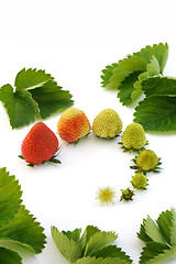 Image showing Strawberry growth isolated on white