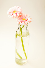 Image showing Gerbera flowers
