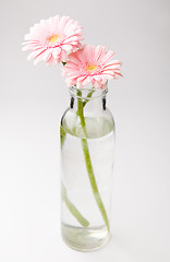 Image showing Gerbera flowers