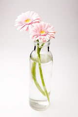 Image showing Gerbera flowers