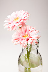 Image showing Gerbera flowers