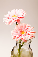 Image showing Gerbera flowers