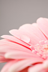 Image showing Gerbera flower