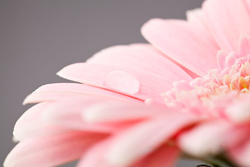 Image showing Gerbera flower