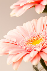 Image showing Gerbera flowers