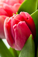 Image showing Pink tulips