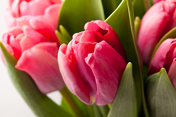 Image showing Pink tulips