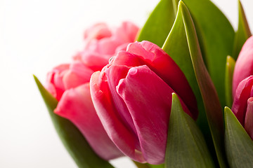 Image showing Pink tulips