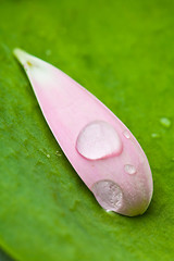 Image showing Pink daisy petal