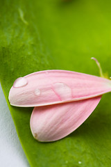 Image showing Pink daisy petals