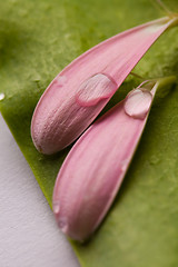 Image showing Pink daisy petals