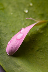 Image showing Pink daisy petal