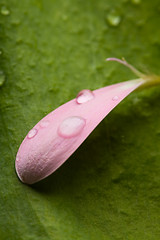 Image showing Pink daisy petal