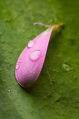 Image showing Pink daisy petal