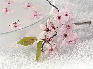 Image showing home spa - a litte pink flowers