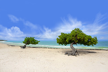 Image showing Divi tree