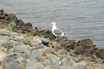 Image showing A seagull