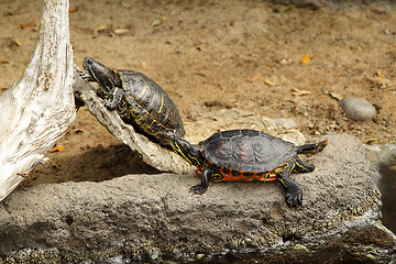 Image showing Turtles in zoo